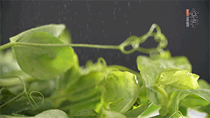 豌豆尖洗凈，切斷備用。