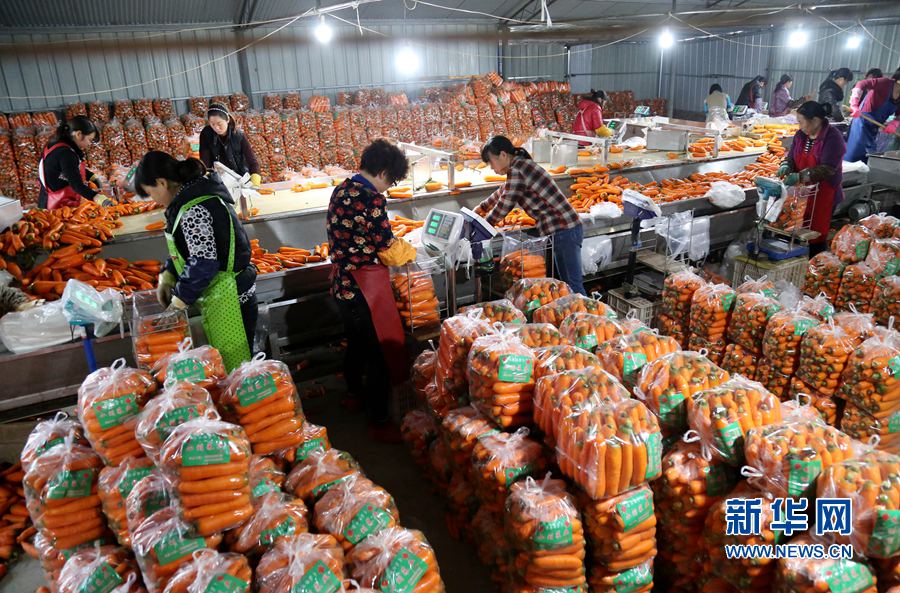 河南溫縣:火紅胡蘿卜富農(nóng)家 河南溫縣:火紅胡蘿卜富農(nóng)家